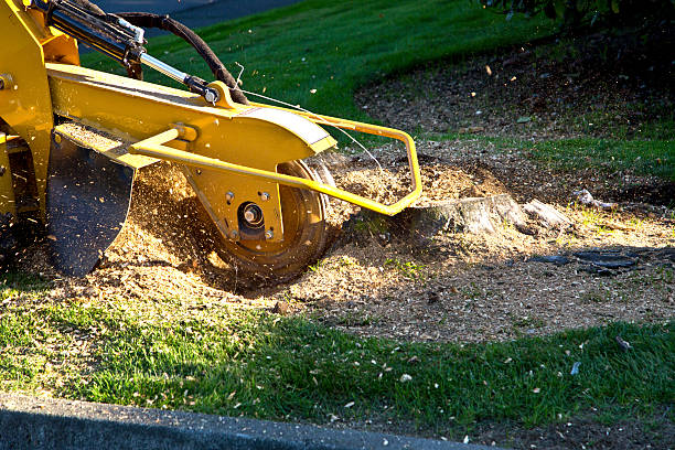 Best Local Tree Services  in Steep Falls, ME